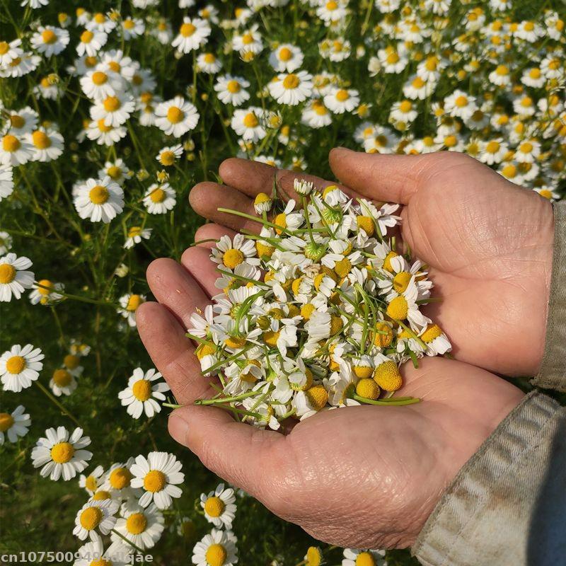 100% Bunga Chamomile Kering Al - Chamomile Tea ulasan dan harga
