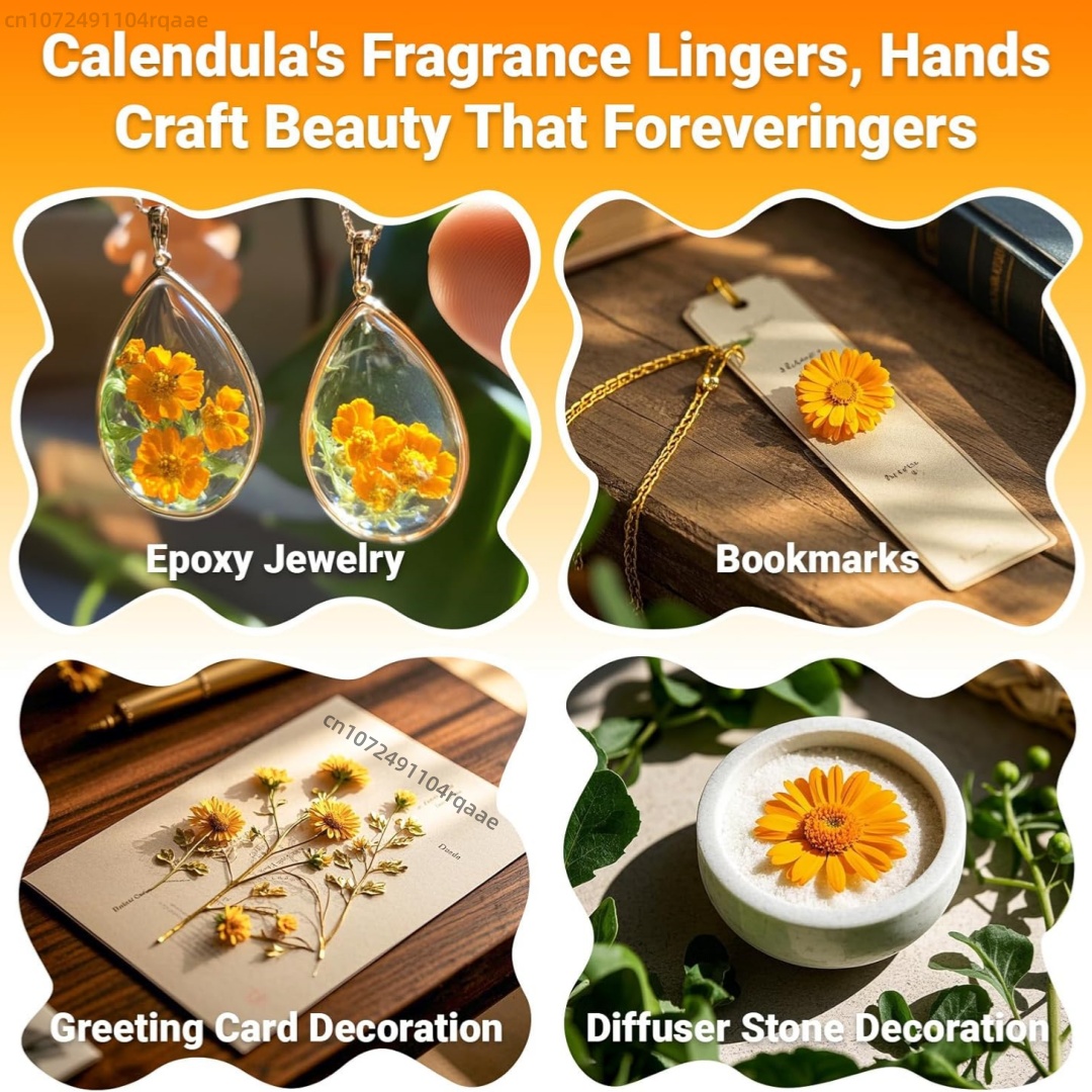 Bunga Marigold Kering Alami (C - Chamomile Tea ulasan dan harga